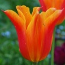 Tulipa 'Ballerina’ AGM (Bulb size 11/12 cm)