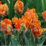 Tulipa 'Prinses Irene Parrot'