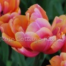 Tulipa 'Verona Sunrise'
