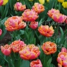 Tulipa 'Verona Sunrise'