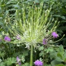 Allium schubertii 'Arctic Snow'