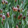 Fritillaria uva-vulpis