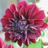 Dahlia 'Admiral Rawlings'