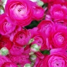 Ranunculus 'Aviv' rose