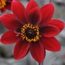 Dahlia 'Crushed Crimson'