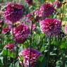 Dahlia 'Laughing Lizza'