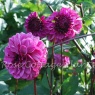 Dahlia 'Laughing Lizza' (Laughing Lizzy)