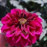 Dahlia 'Magenta'