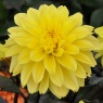 Dahlia 'Meteorite'