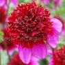 Dahlia 'Poodle Skirt' AGM