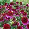 Dahlia 'Poodle Skirt'