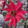 Dahlia 'Pride One'