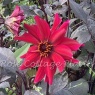 Dahlia 'Pride One'