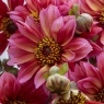 Dahlia 'Princess Nadine'