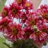 Dahlia 'Princess Nadine'