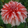 Dahlia 'Santa Claus US'