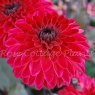 Dahlia 'Tirza'
