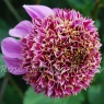 Dahlia 'Fenna Baaij'