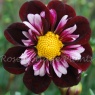 Dahlia 'Joyful Investment'