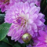 Dahlia 'Bitsy'