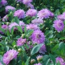 Dahlia 'Bitsy'