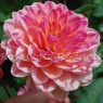 Dahlia'PhyllisFarmer' (Size II tubers)