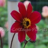 Dahlia 'Dovegrove'