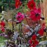 Dahlia 'Dovegrove' AGM (size II tubers)