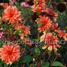 Dahlia 'Finchcocks' AGM (Size II tubers)
