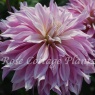 Dahlia 'Labyrinth Twotone'