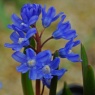 Chionodoxa sardensis AGM (scilla sardensis AGM)