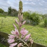 Camassia leichtlinii 'Pink Star'