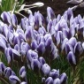 Crocus chrysanthus 'Blue Marlin'