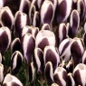 Crocus 'Panda'