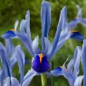 Iris reticulata 'Angela'