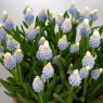 Muscari 'Mountain Lady'