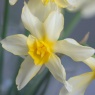 Narcissus 'Sophie's Choice'