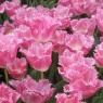 Tulipa 'Fancy Frills'