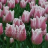 Tulipa 'Gabriella'