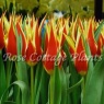 Tulipa 'Fly Away'