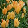 Tulipa batalinii 'Bronze Charm'