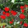 Tulipa  linifolia (batalinii 'Red Hunter')