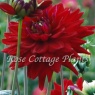 Dahlia 'All Directions'