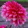 Dahlia 'Missis Dutch'