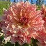 Dahlia 'Pasodoble Dancer'