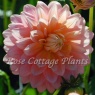 Dahlia 'Sheer Heaven'