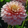 Dahlia 'Sheer Heaven'