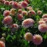 Dahlia 'Sheer Heaven'