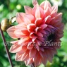 Dahlia 'Sweet Sanne'