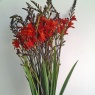 Crocosmia 'Anna Marie'